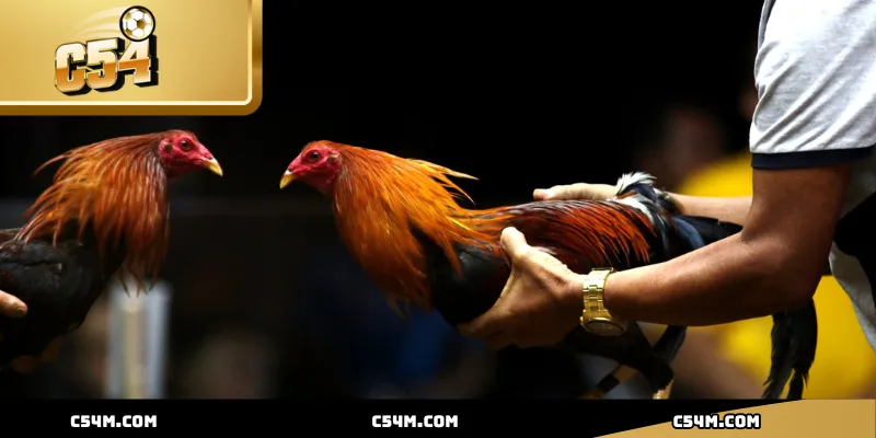 Giới thiệu tổng quan về nền tảng, nơi hội tụ trải nghiệm cá cược đá gà đỉnh cao