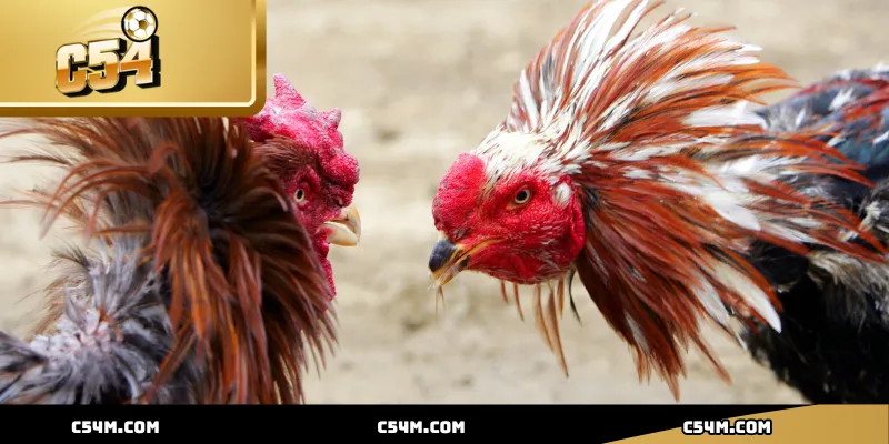 Đa dạng kèo cược, mang đến trải nghiệm cá cược đá gà đầy hấp dẫn